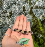Magazoo Baby Fat-tailed Gecko #1