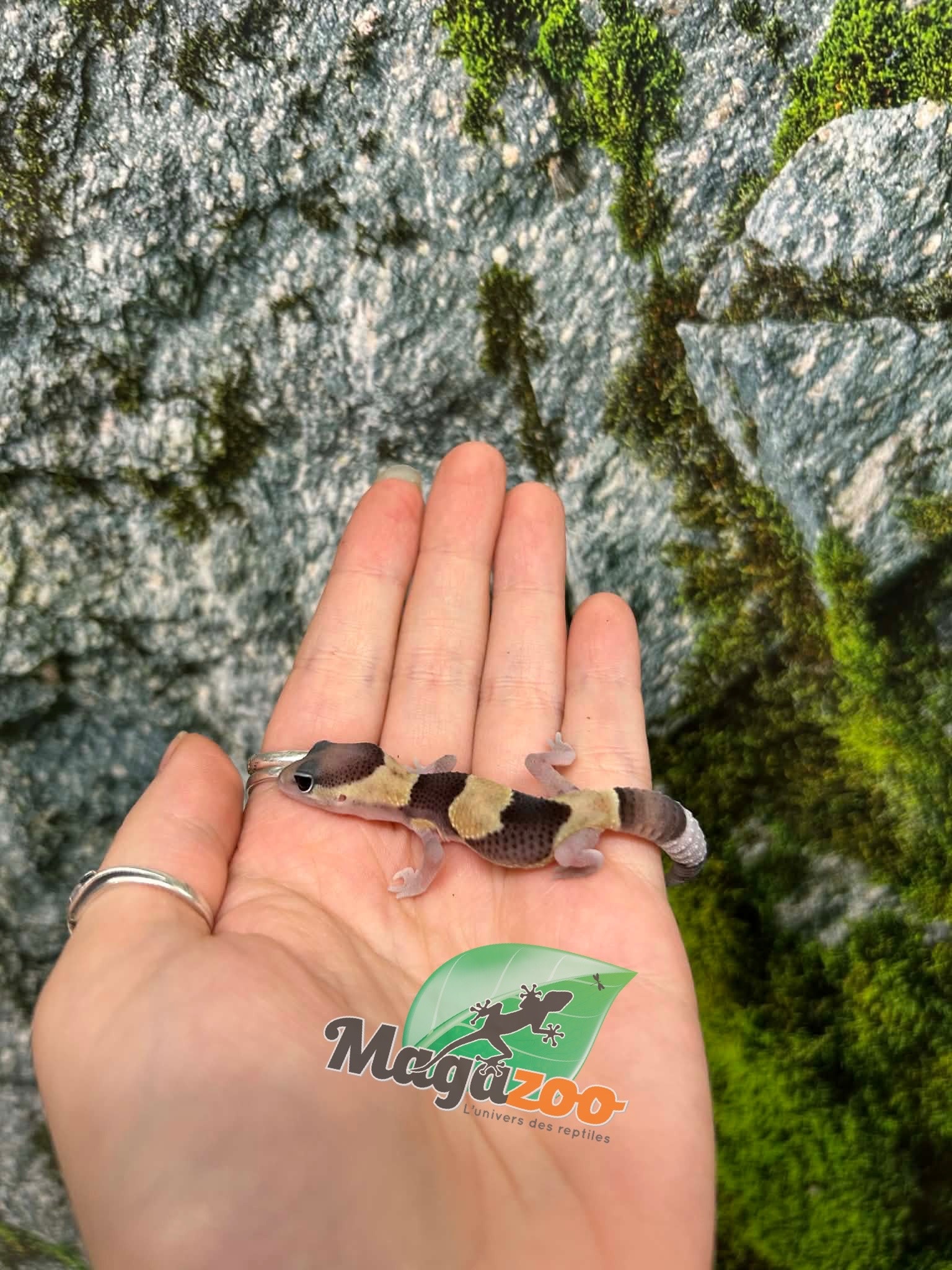 Magazoo Baby Fat-tailed Gecko #1