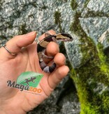 Magazoo Gecko à queue grasse ligné bébé #2