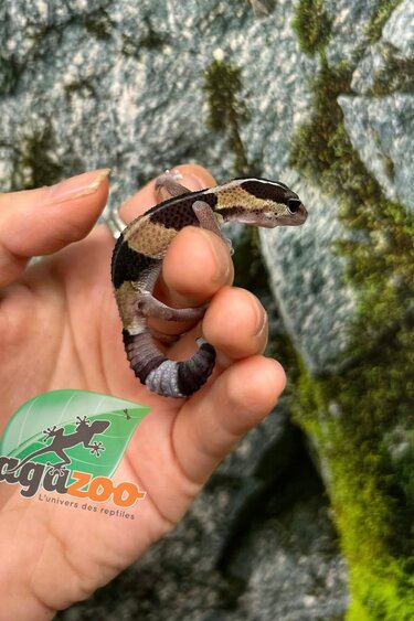 Magazoo Baby Fat-tailed Gecko #2