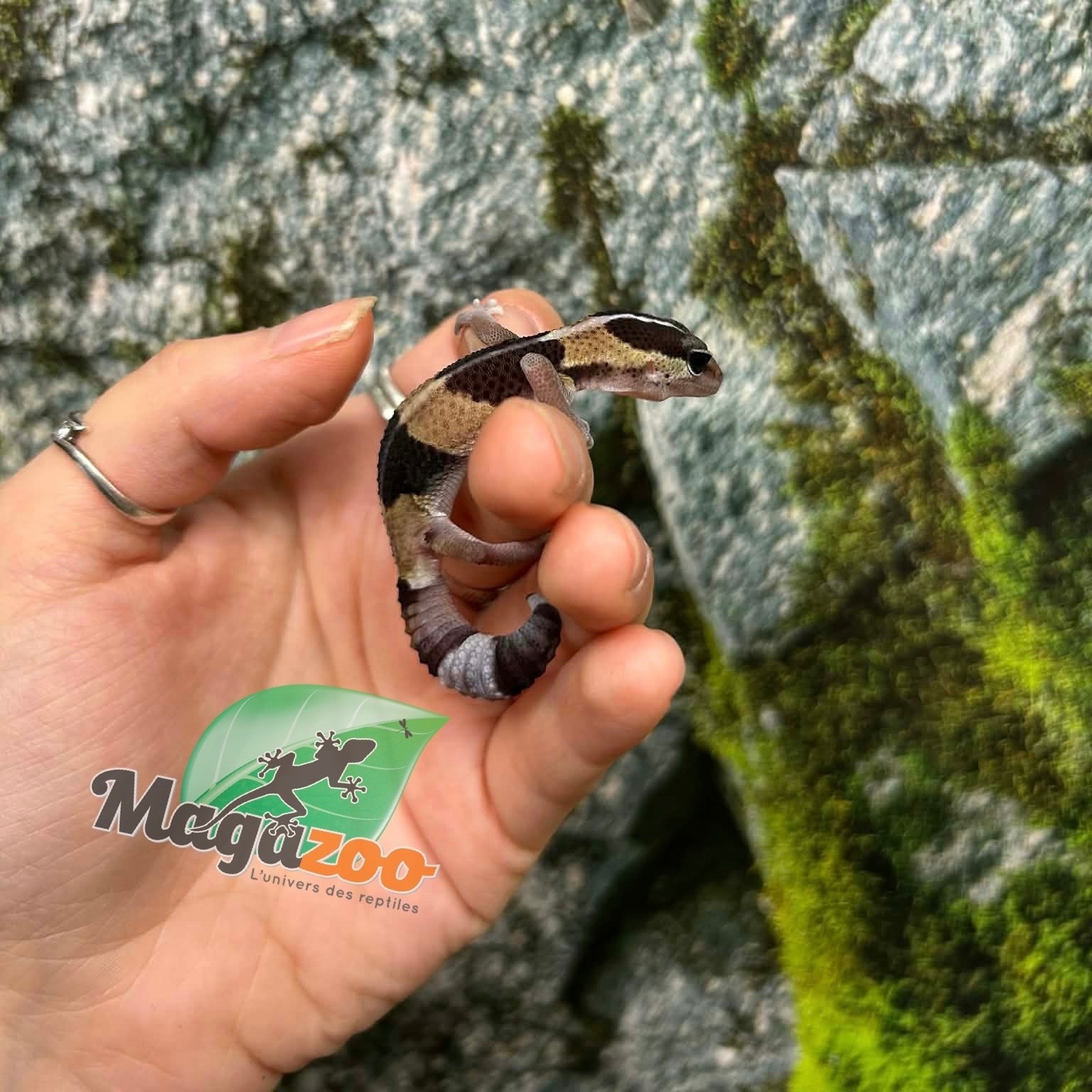 Magazoo Gecko à queue grasse ligné bébé #2