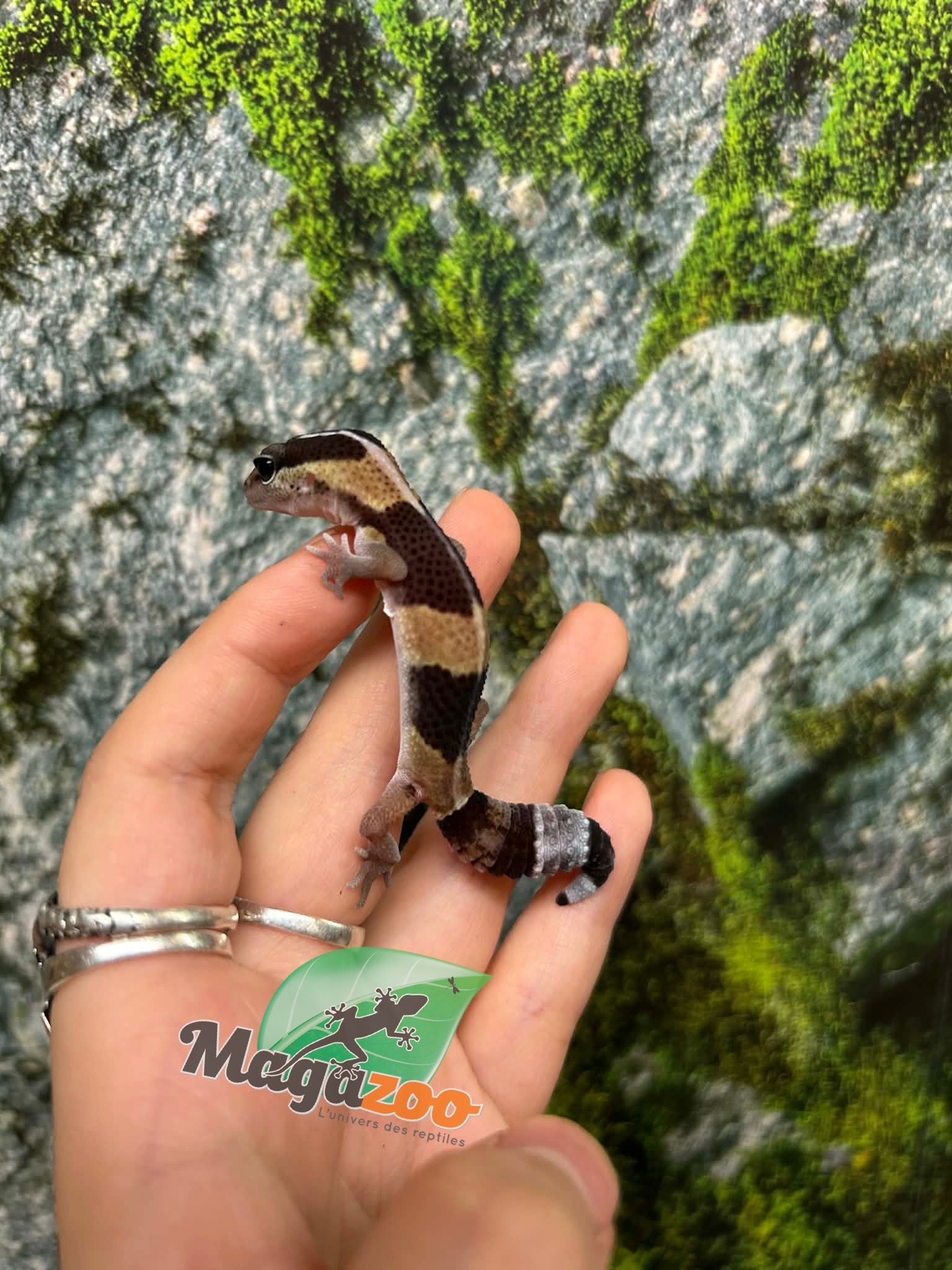 Magazoo Gecko à queue grasse ligné bébé #2