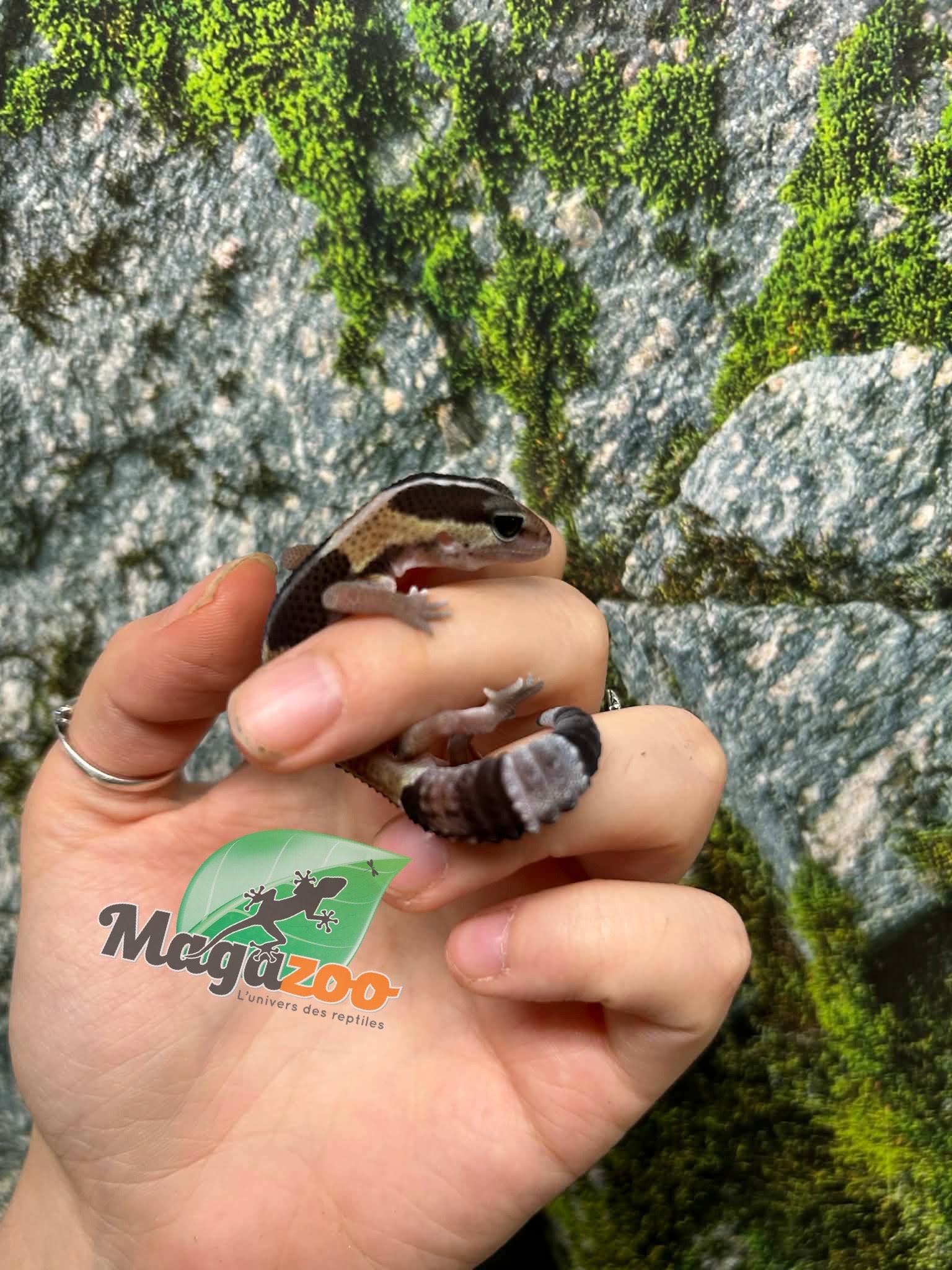 Magazoo Gecko à queue grasse ligné bébé #2