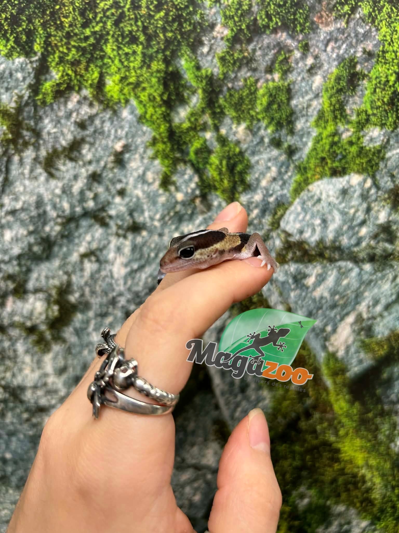 Magazoo Gecko à queue grasse ligné bébé #2