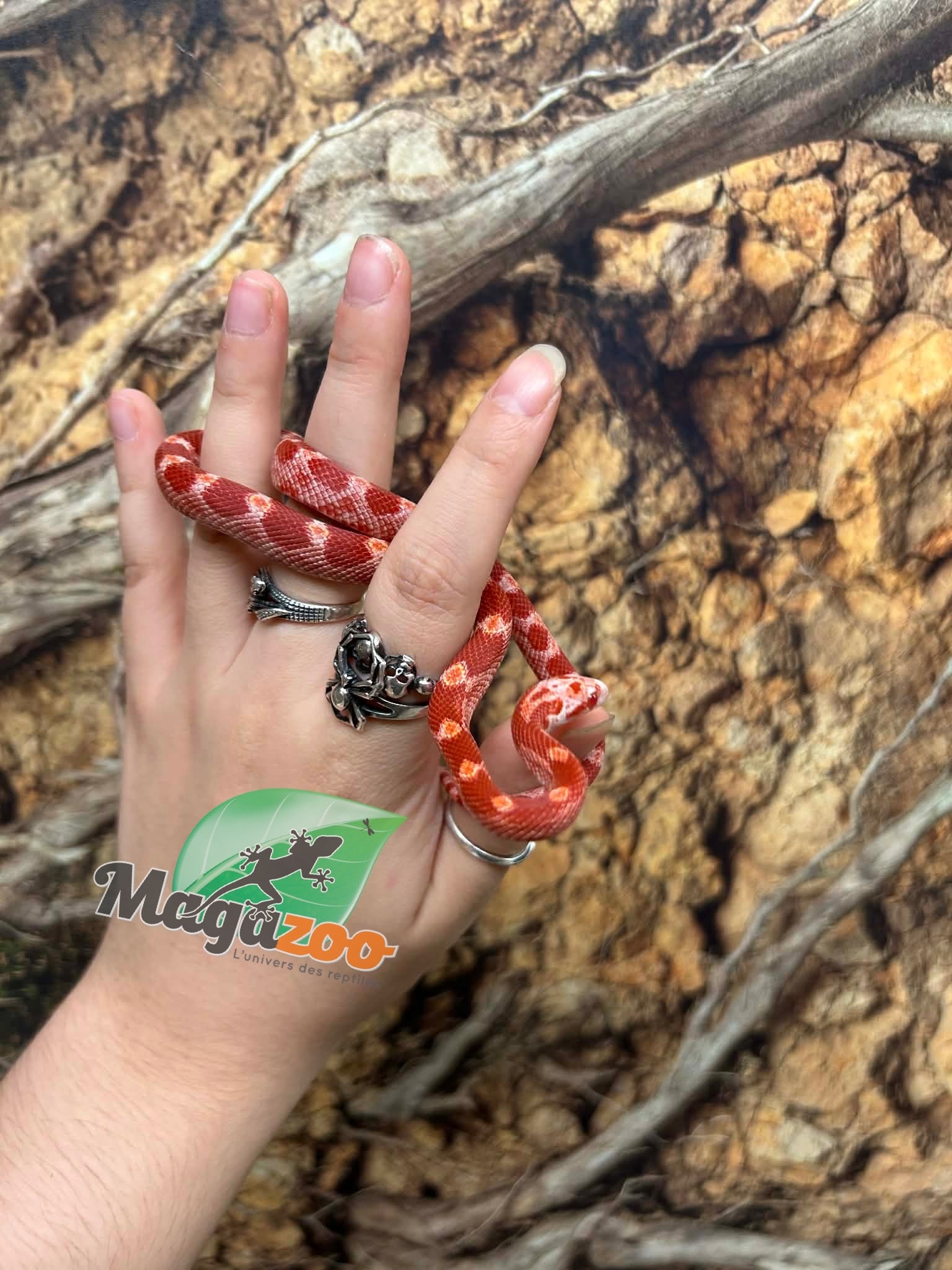 Magazoo Male Fire Corn snake  Born June 16, 2026 #2
