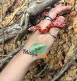 Magazoo Male Fire Corn snake  Born June 16, 2026 #2