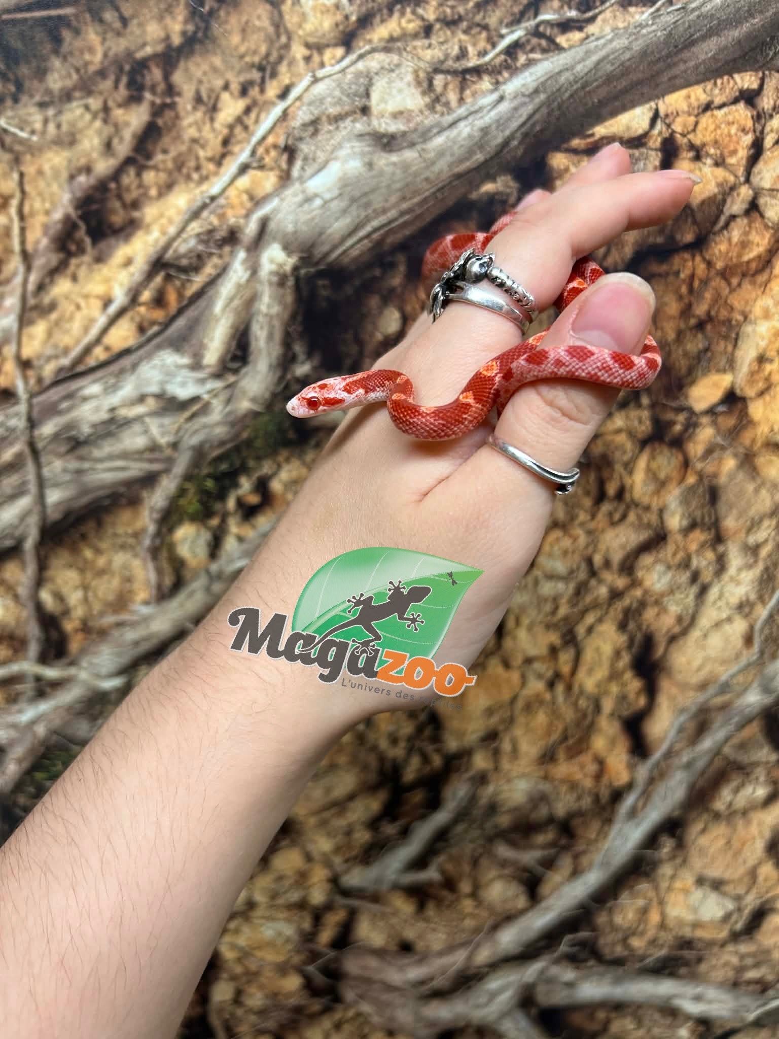 Magazoo Male Fire Corn snake  Born June 16, 2026 #2
