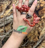 Magazoo Male Fire Corn snake  Born June 16, 2026 #2