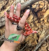 Magazoo Male Fire Corn snake  Born June 16, 2026 #2