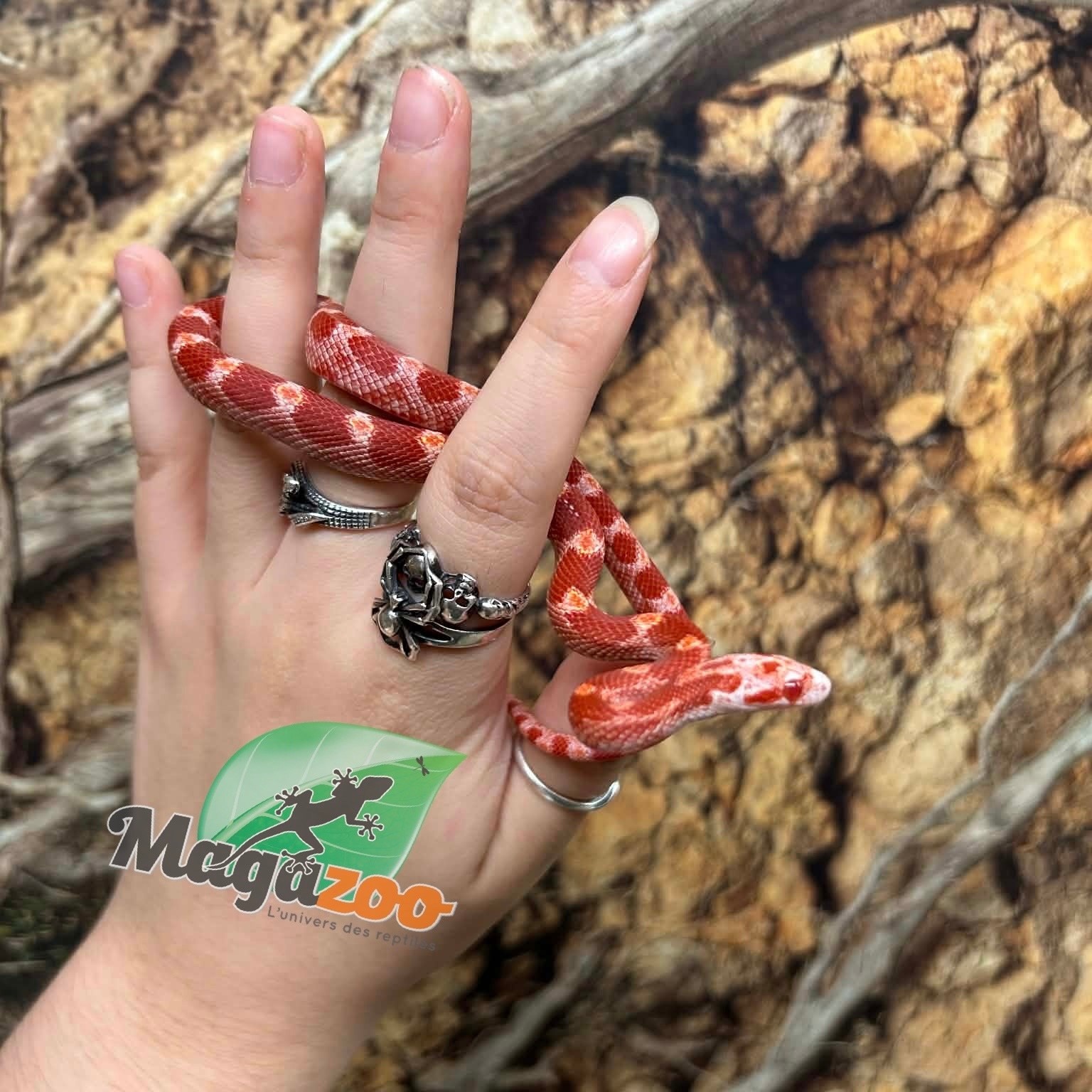 Magazoo Male Fire Corn snake  Born June 16, 2026 #2
