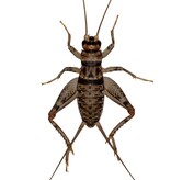 Magazoo Banded Cricket 5/8" (Gryllodes sigillatus)