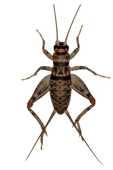 Magazoo Banded Cricket 1/4" (Gryllodes sigillatus)