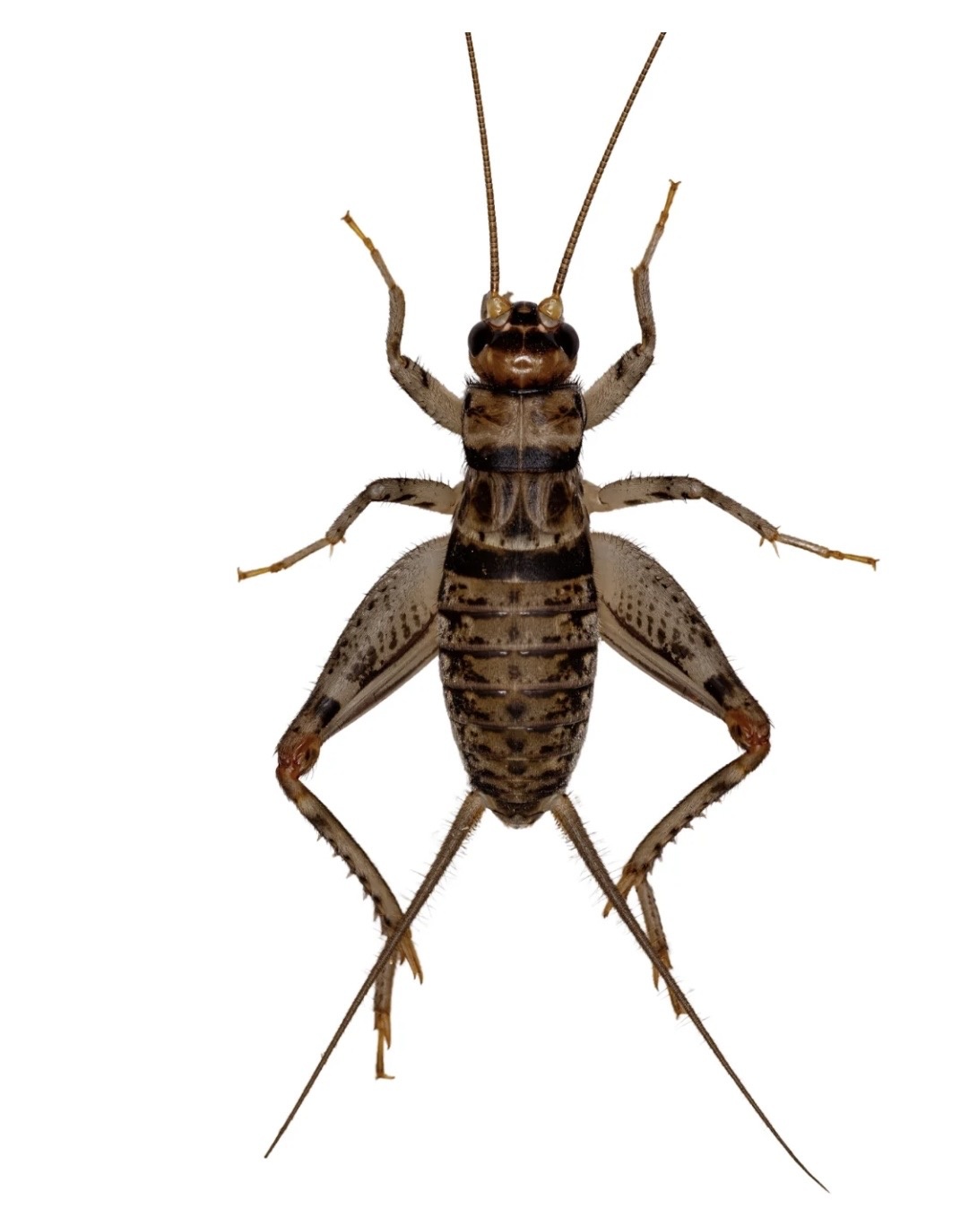 Magazoo Grillon à bande 1/4" (Gryllodes sigillatus)