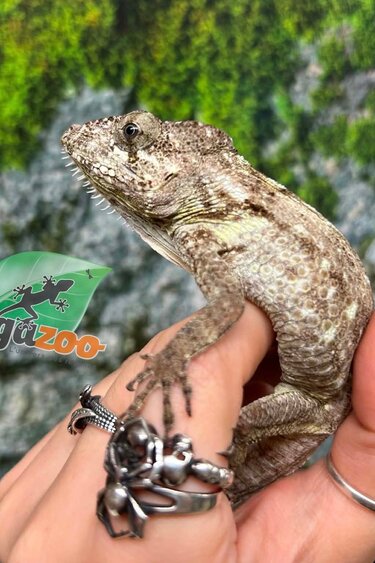 Magazoo Faux caméléon de Cuba/ Anolis barbatus #1