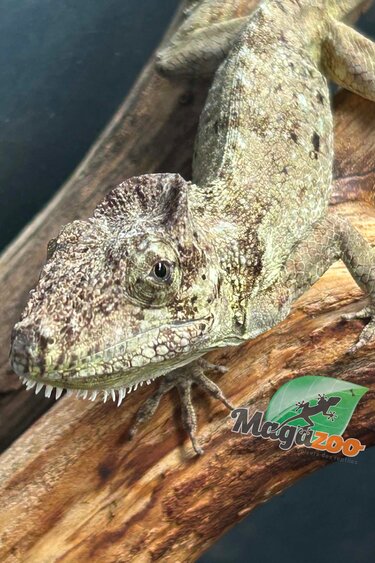 Magazoo Faux caméléon de Cuba/ Anolis barbatus #2