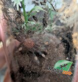 Magazoo Venezuelean Tiger (3/4'') Sold with enclosure / Psalmopoeus irminia