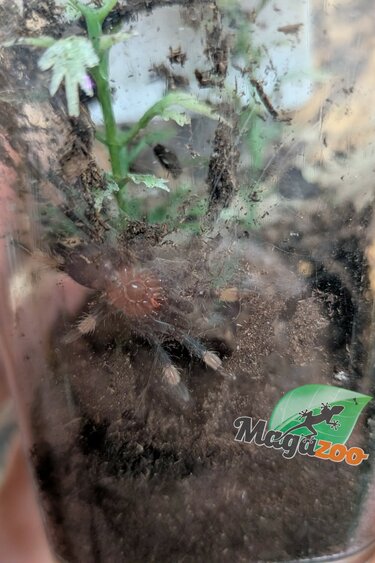 Magazoo Venezuelean Tiger (3/4'') Sold with enclosure / Psalmopoeus irminia