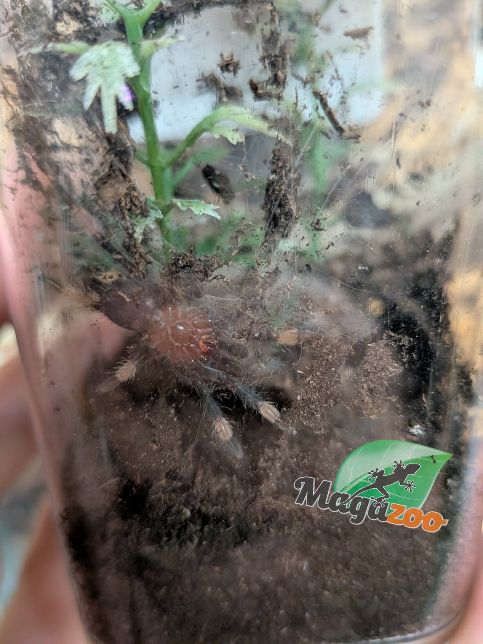 Magazoo Venezuelean Tiger (3/4'') Sold with enclosure / Psalmopoeus irminia