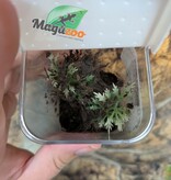 Magazoo Mygale tigrée du Vénézuéla (3/4'') Vendu avec kit/ Psalmopoeus irminia