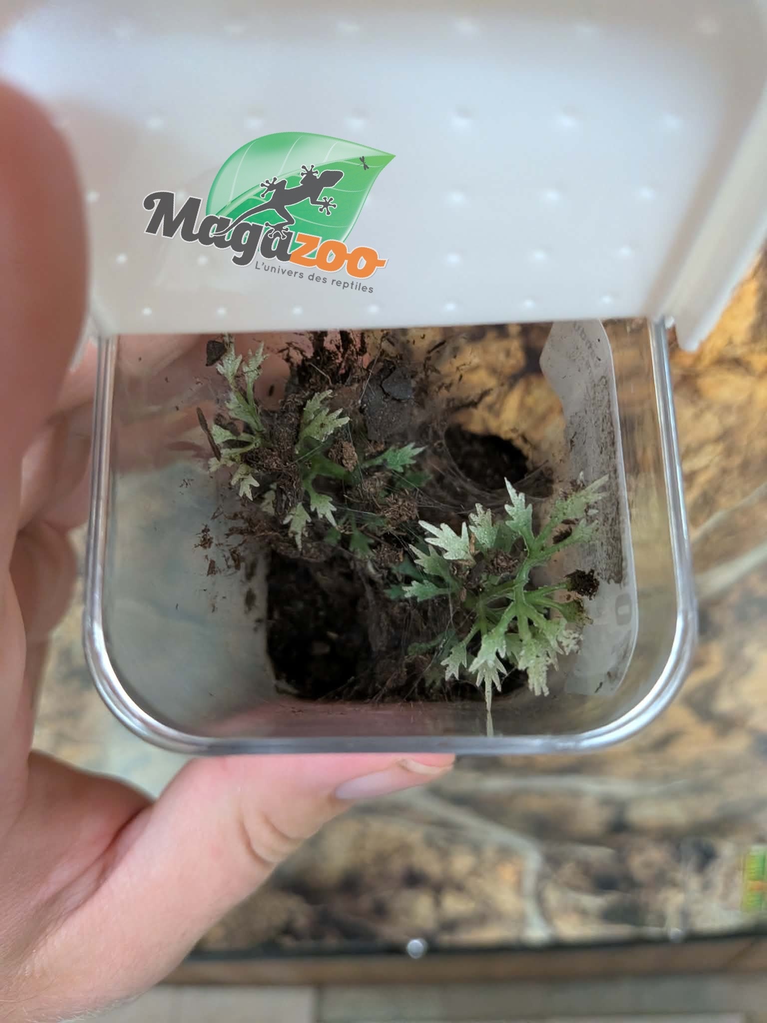 Magazoo Venezuelean Tiger (3/4'') Sold with enclosure / Psalmopoeus irminia