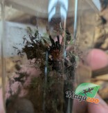 Magazoo Venezuelean Tiger (3/4'') Sold with enclosure / Psalmopoeus irminia