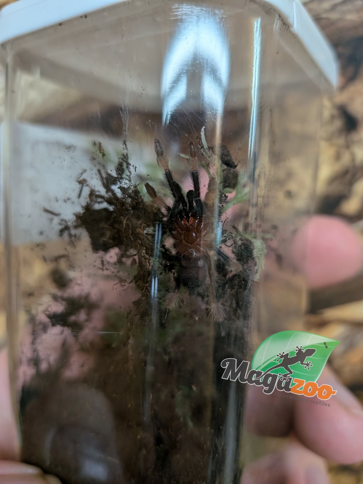 Magazoo Venezuelean Tiger (3/4'') Sold with enclosure / Psalmopoeus irminia