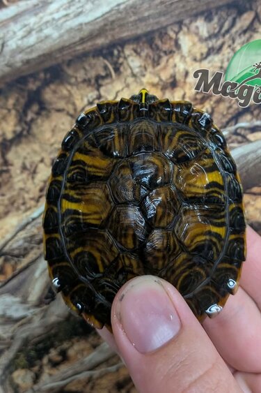 Magazoo Yellow-bellied slider Turtle 10 months old (Trachemys scripta scripta)