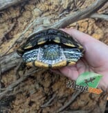 Magazoo Tortue à oreilles rouges Mâle 15 ans  (5 pouces) /  Adoption - 2ième chance