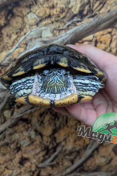Magazoo Tortue à oreilles rouges Mâle 15 ans  (5 pouces) /  Adoption - 2ième chance