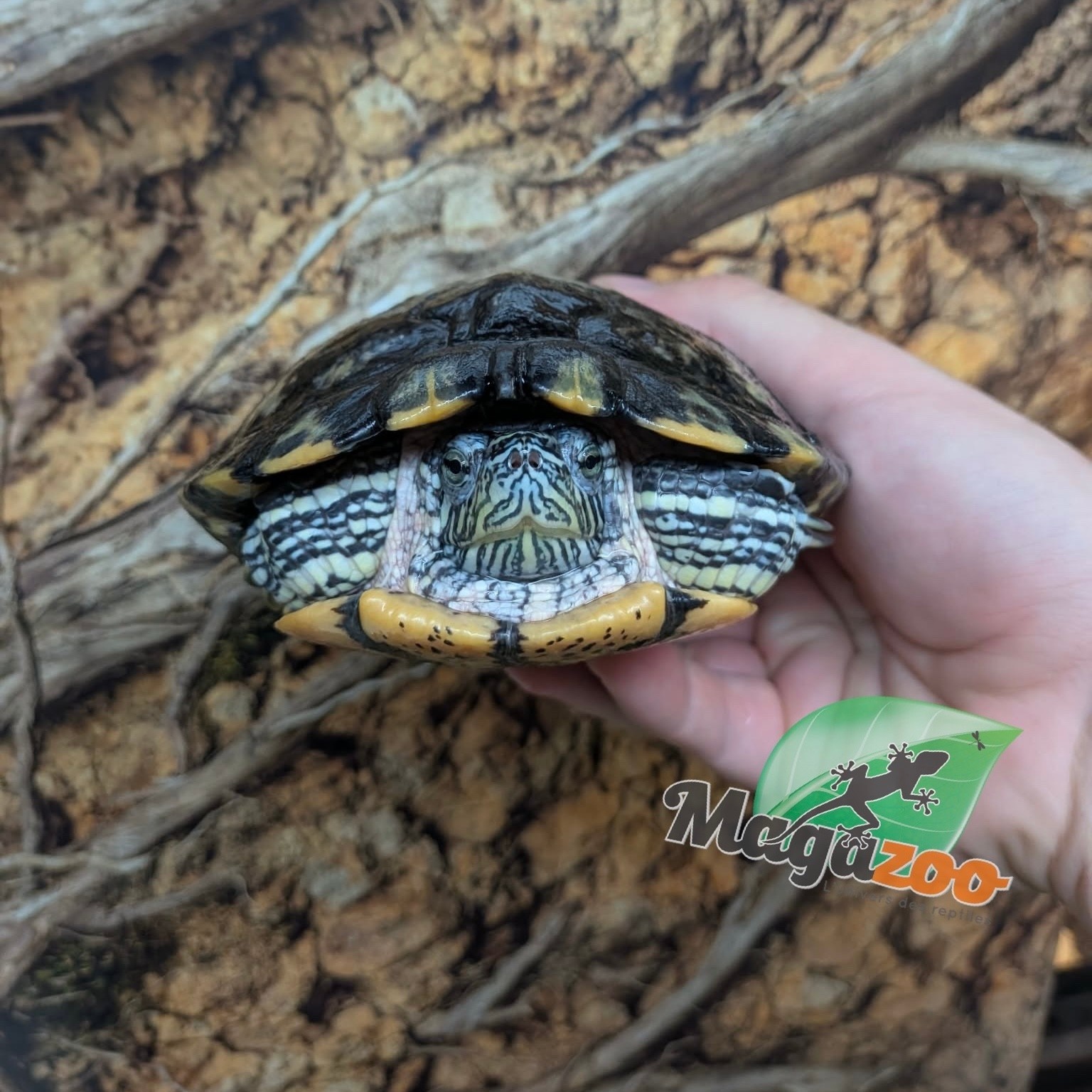 Magazoo Male Red-eared slider turtle 15 years old  (5 inches) /  2nd chance - Adoption