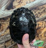 Magazoo Male Red-eared slider turtle 15 years old  (5 inches) /  2nd chance - Adoption