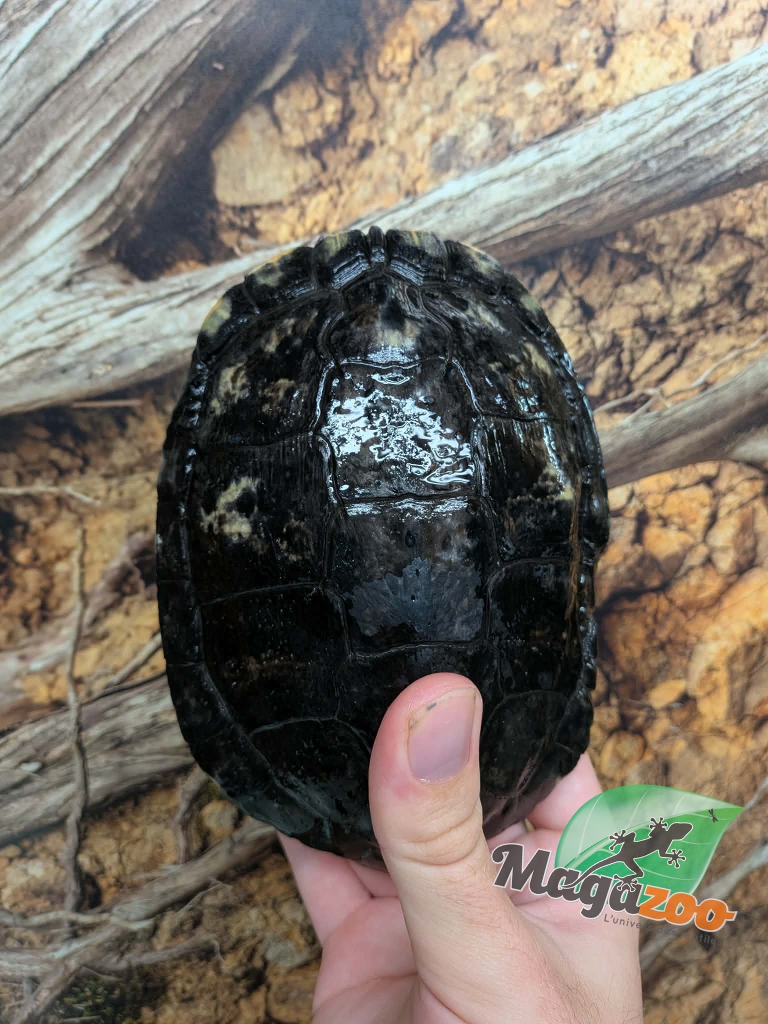 Magazoo Male Red-eared slider turtle 15 years old  (5 inches) /  2nd chance - Adoption