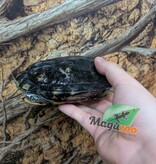 Magazoo Tortue à oreilles rouges Mâle 15 ans  (5 pouces) /  Adoption - 2ième chance