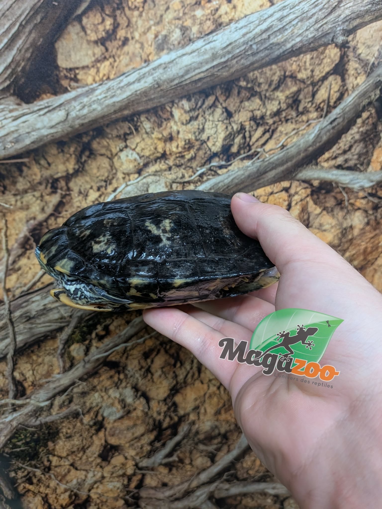 Magazoo Tortue à oreilles rouges Mâle 15 ans  (5 pouces) /  Adoption - 2ième chance