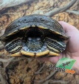 Magazoo Female Red-eared slider turtle 15 years old   (6.5 inches) /  2nd chance - Adoption