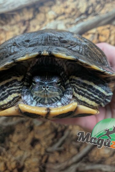 Magazoo Female Red-eared slider turtle 15 years old   (6.5 inches) /  2nd chance - Adoption