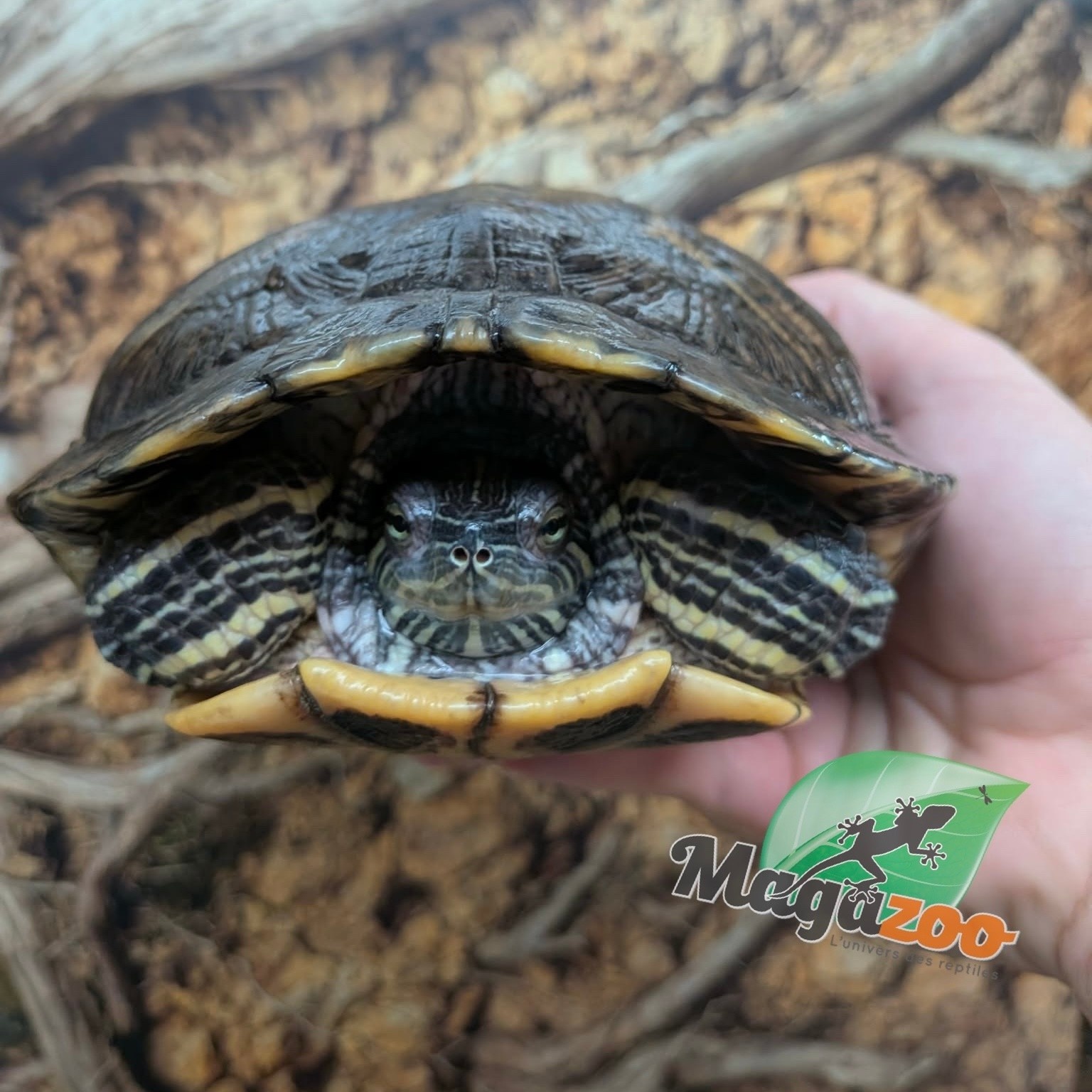 Magazoo Female Red-eared slider turtle 15 years old   (6.5 inches) /  2nd chance - Adoption