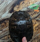 Magazoo Female Red-eared slider turtle 15 years old   (6.5 inches) /  2nd chance - Adoption