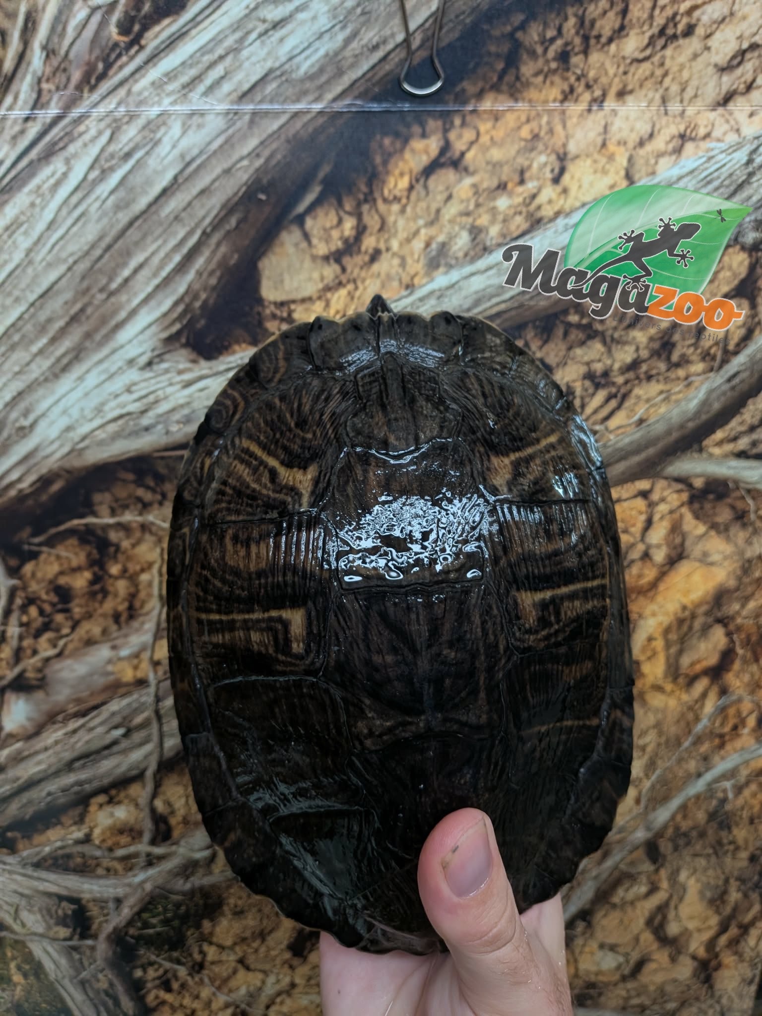 Magazoo Female Red-eared slider turtle 15 years old   (6.5 inches) /  2nd chance - Adoption