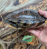 Magazoo Female Red-eared slider turtle 15 years old   (6.5 inches) /  2nd chance - Adoption