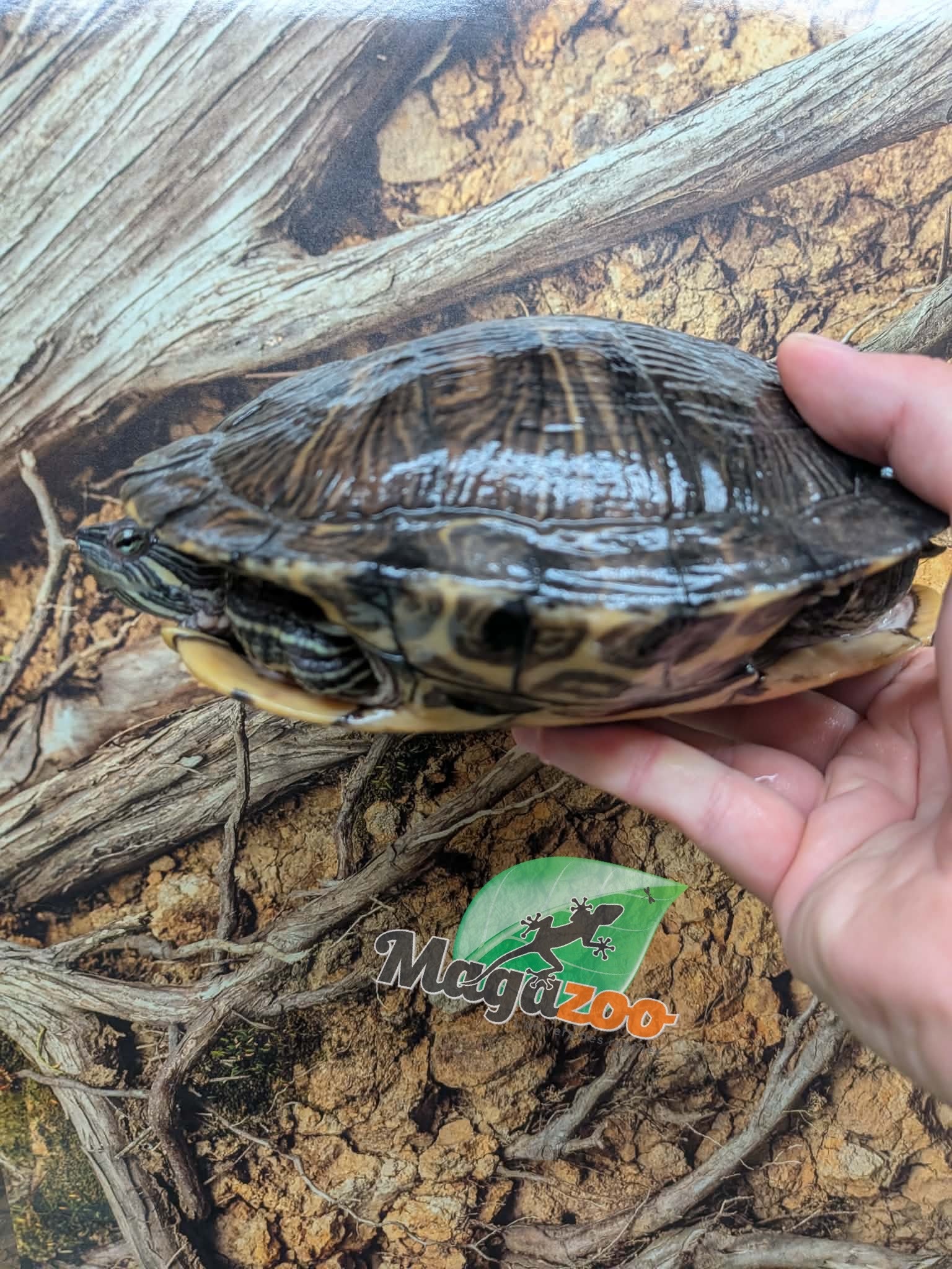 Magazoo Tortue à oreilles rouges Femelle 15 ans  (6.5 pouces) /  Adoption - 2ième chance