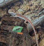 Magazoo 50% Red Monster Bearded dragon #1