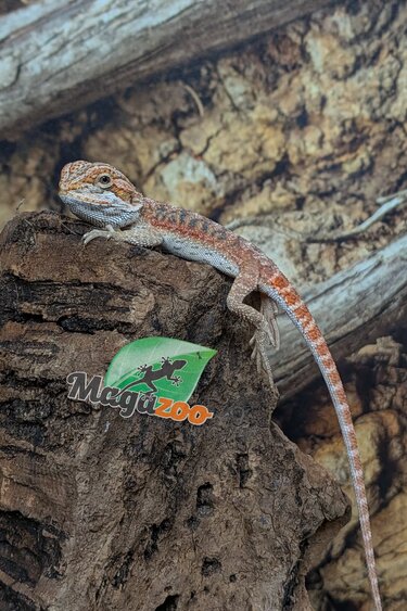 Magazoo 50% Red Monster Bearded dragon #1