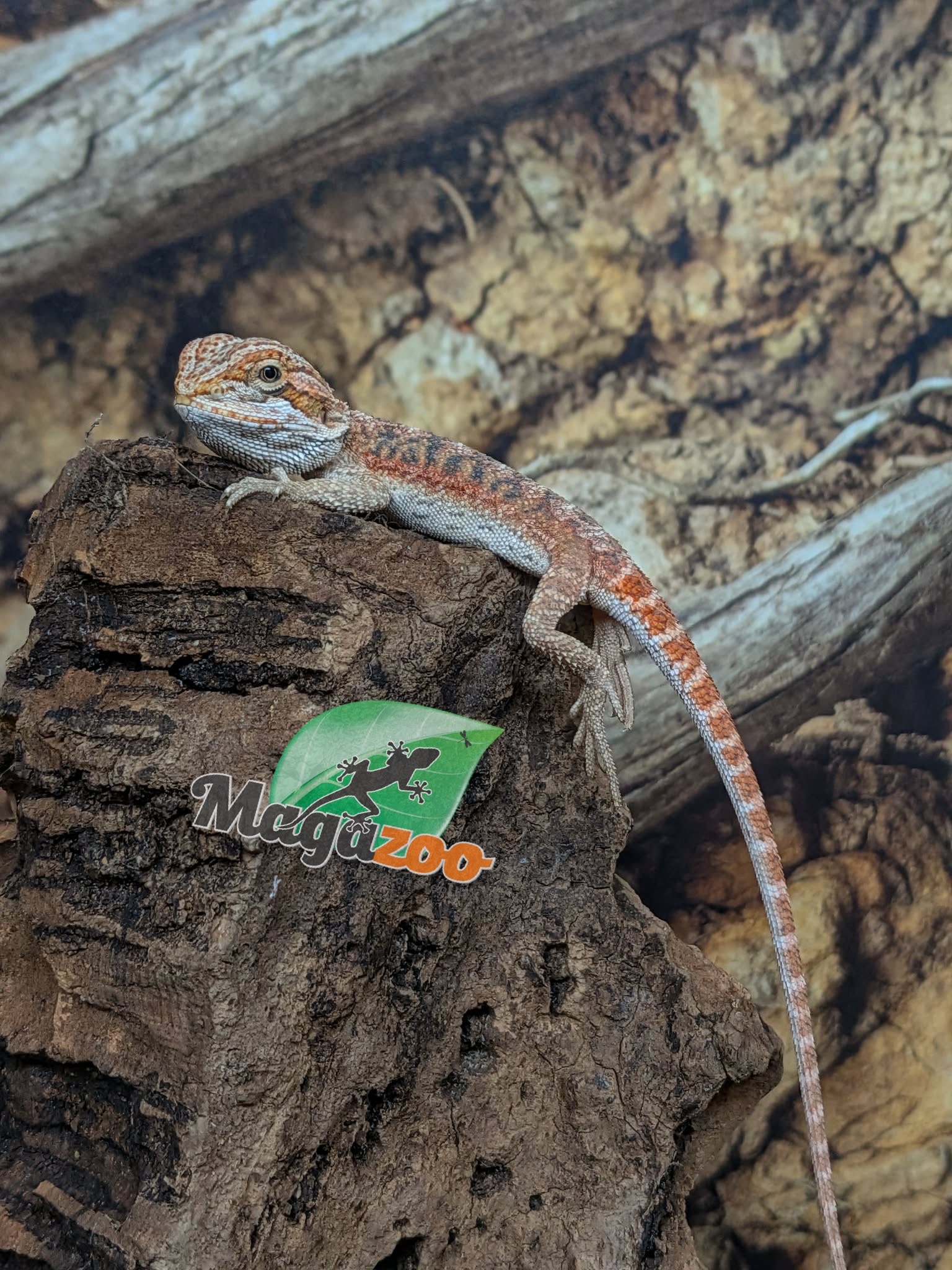 Magazoo 50% Red Monster Bearded dragon #1