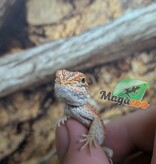 Magazoo 50% Red Monster Bearded dragon #1