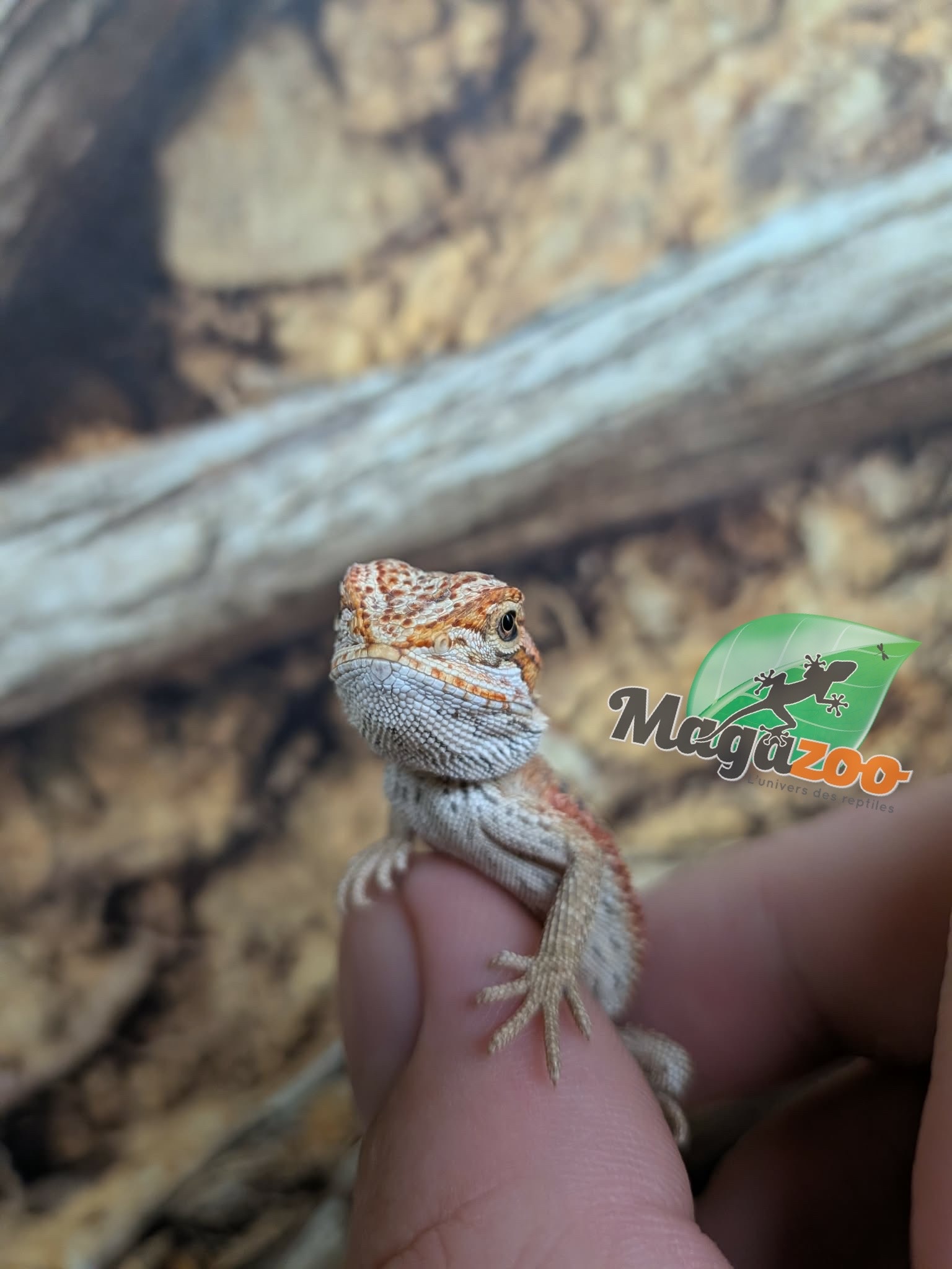 Magazoo Dragon barbu 50% Red Monster #1