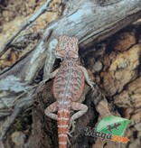 Magazoo 50% Red Monster Bearded dragon #1