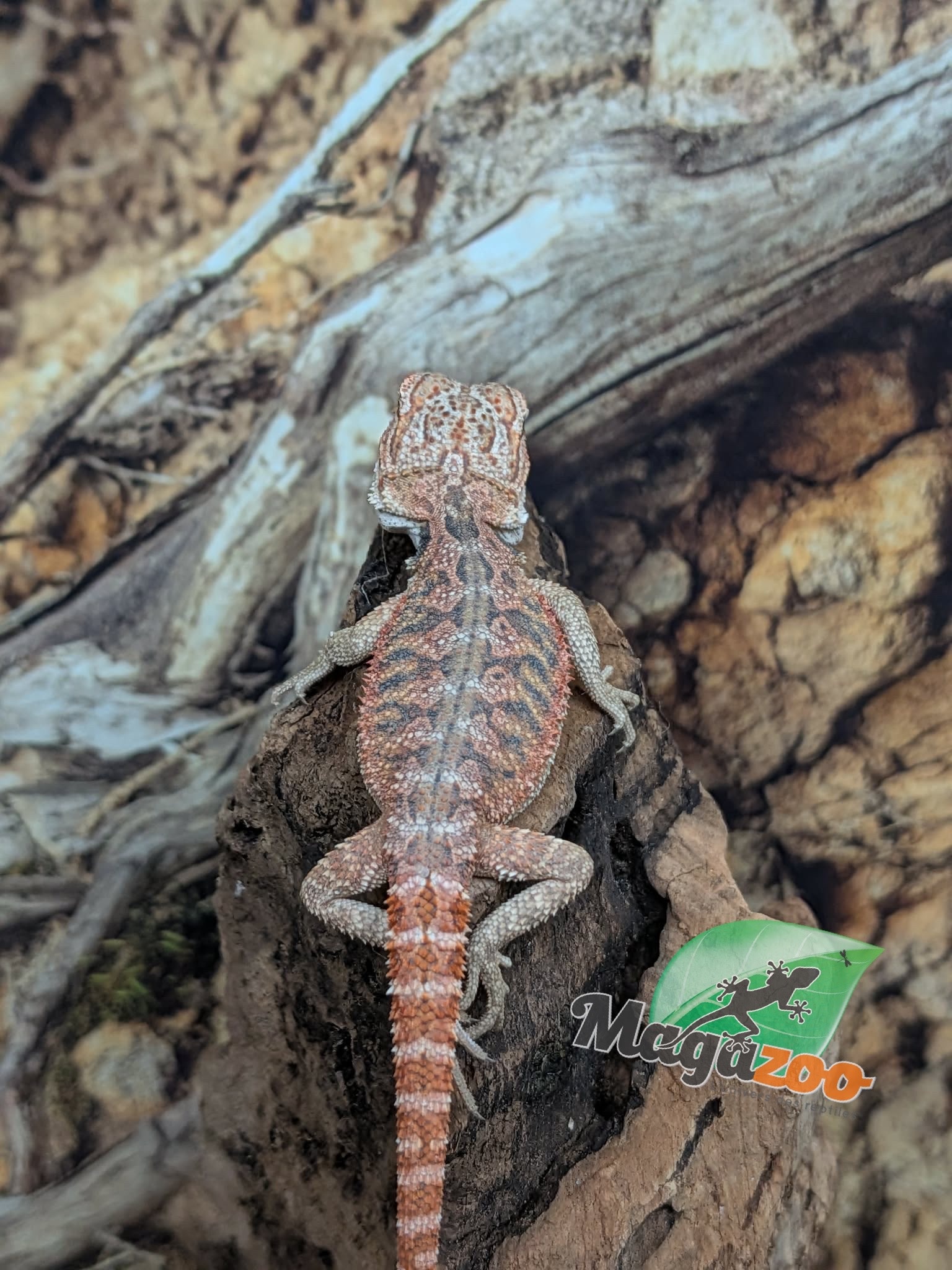 Magazoo Dragon barbu 50% Red Monster #1