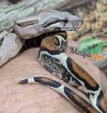Magazoo Boa imperator colombien Juvénile (1.5 ans) #1