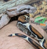 Magazoo Juvenile Boa constrictor colombian (1,5 years old) #1